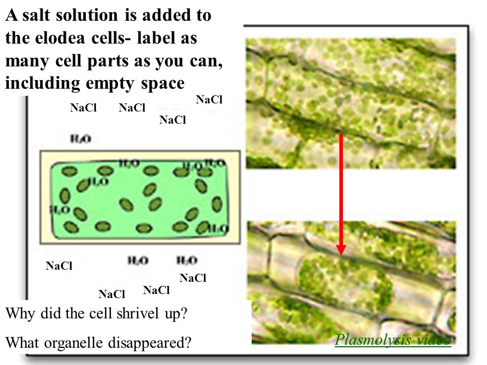 Osmosis in an elodea leaf hypothesis